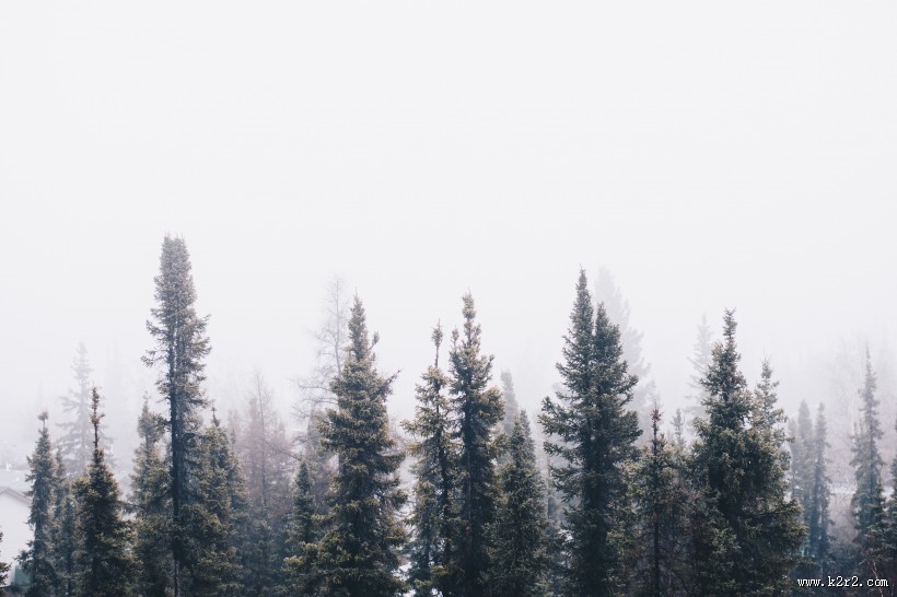 远处的松树林图片