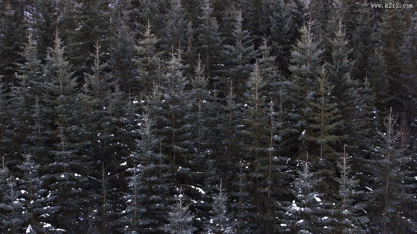 远处的松树林图片