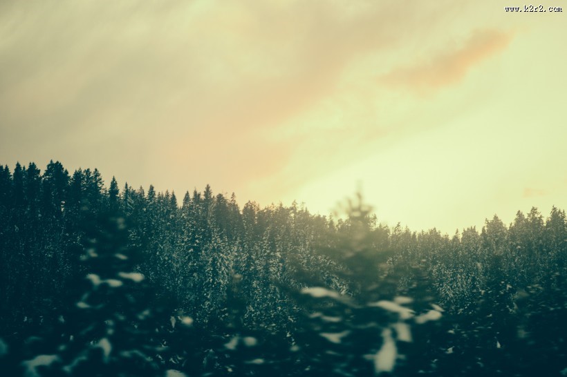 远处的松树林图片