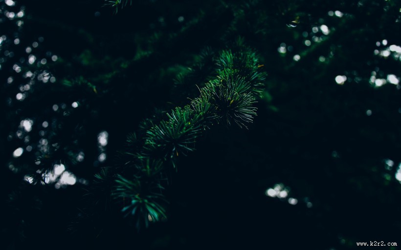 松树的枝头图片