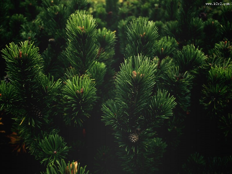 松树的枝头图片