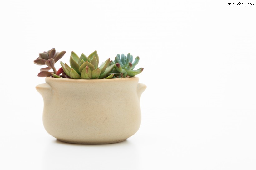 可爱萌萌哒多肉图片