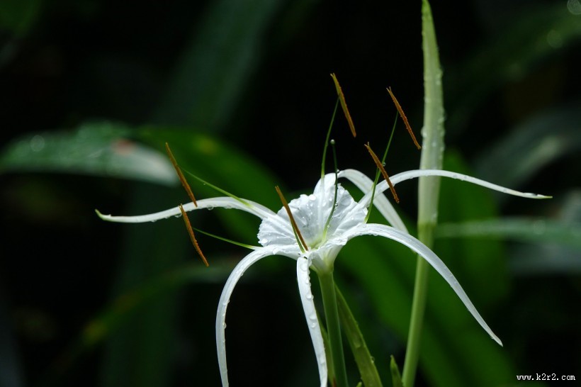 蜘蛛兰图片大全