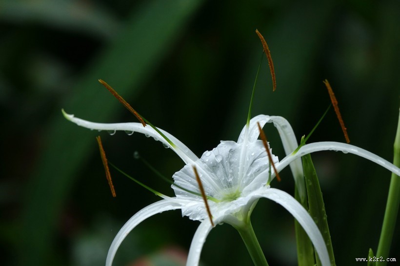 蜘蛛兰图片大全