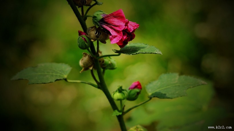 蜀葵图片