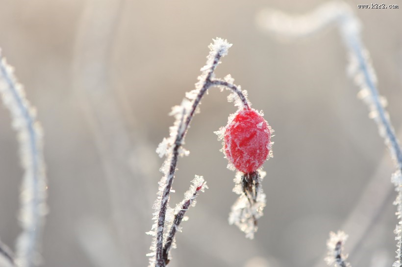 冬季挂霜红果图片
