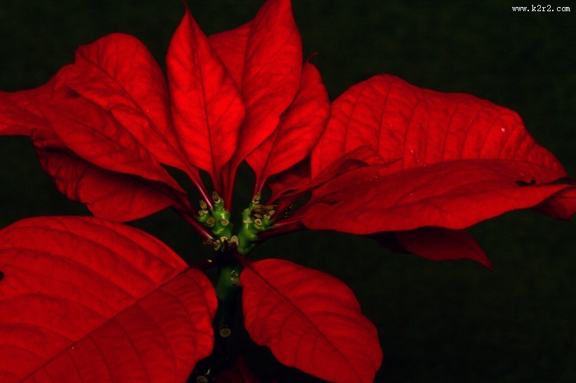 娇艳好看的一品红图片