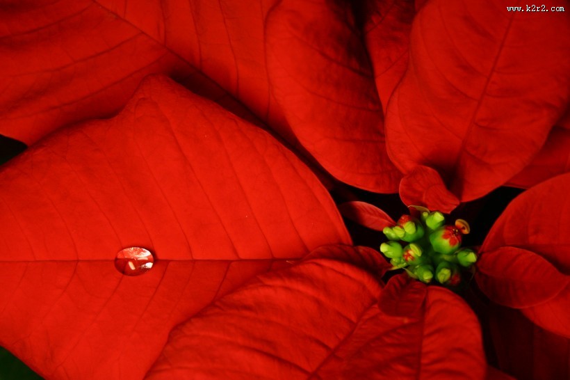 娇艳好看的一品红图片