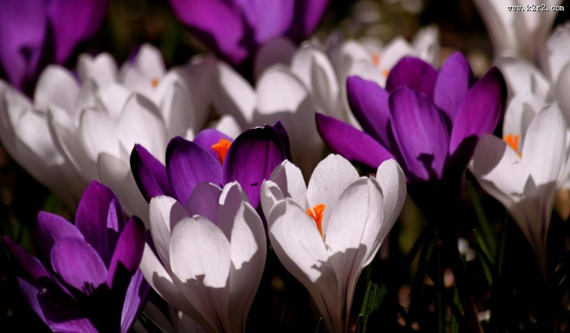 紫色美丽的番红花图片大全