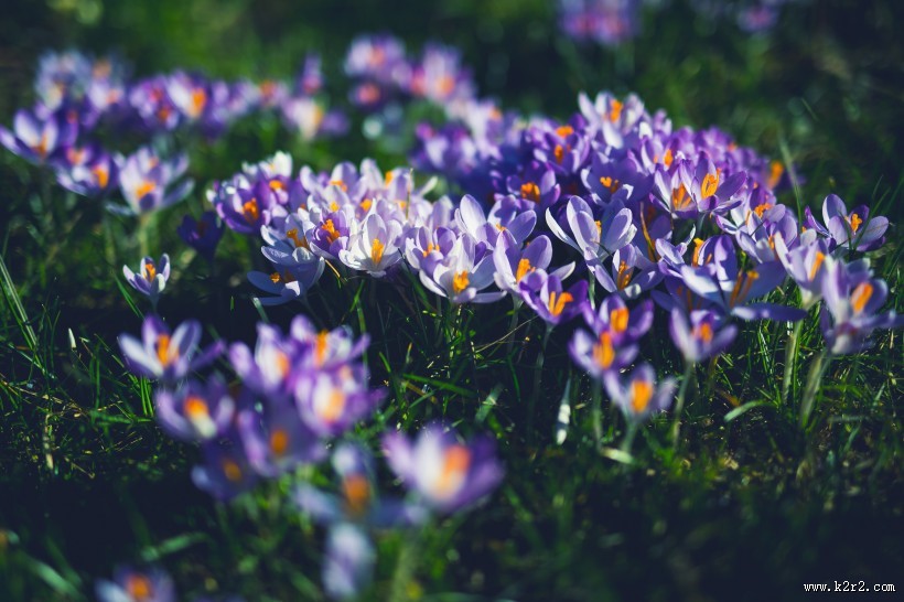 紫色美丽的番红花图片大全