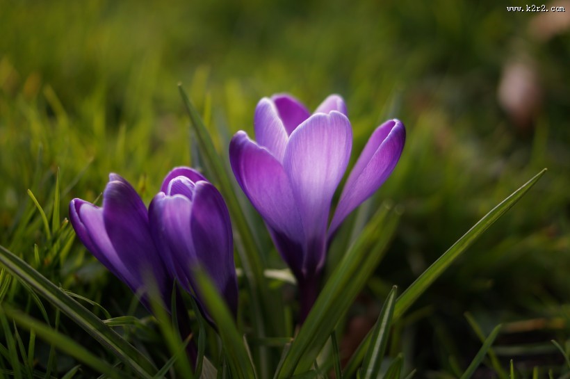 紫色美丽的番红花图片大全
