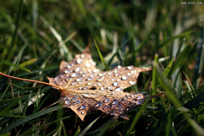 枯黄的枫叶图片