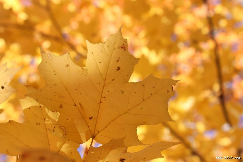 枯黄的枫叶图片
