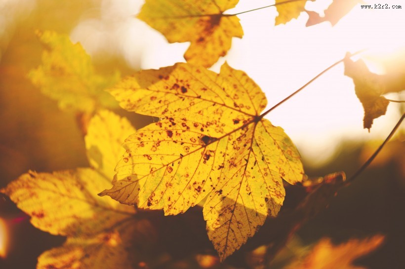 枯黄的枫叶图片