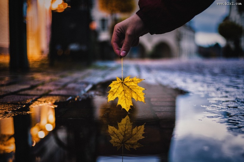 枯黄的枫叶图片