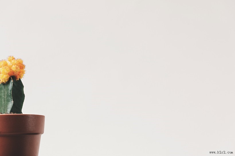 仙人掌盆栽图片