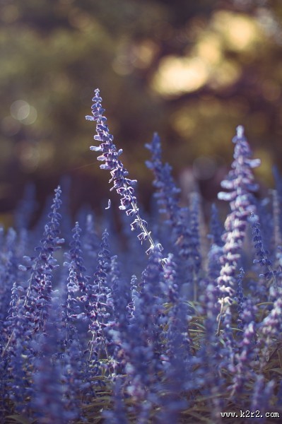 绽放的紫罗兰图片