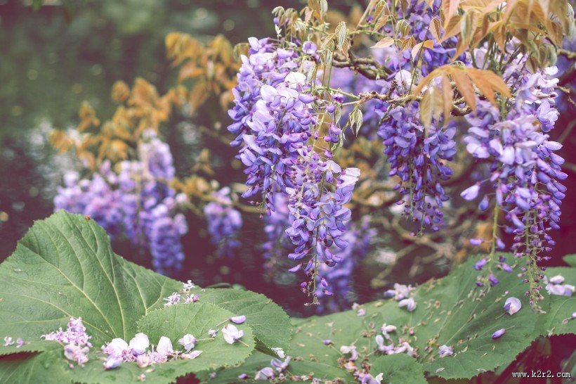 绽放的紫罗兰图片