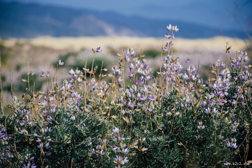 绽放的紫罗兰图片