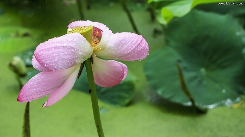 雨中荷图片