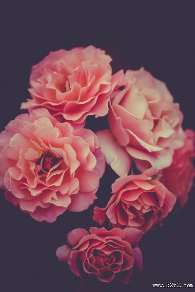 粉色的玫瑰花束图片