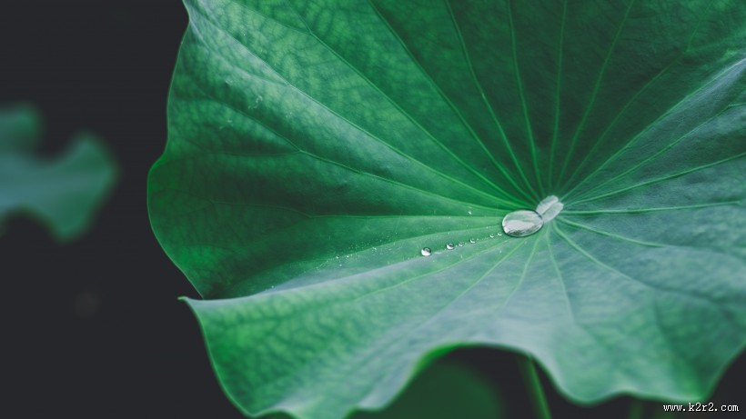 绿意盎然的大片荷叶图片