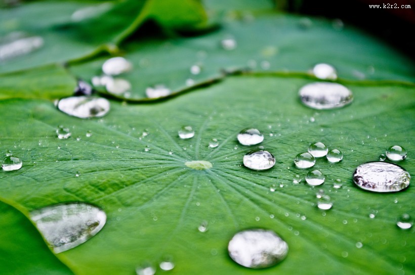绿意盎然的大片荷叶图片