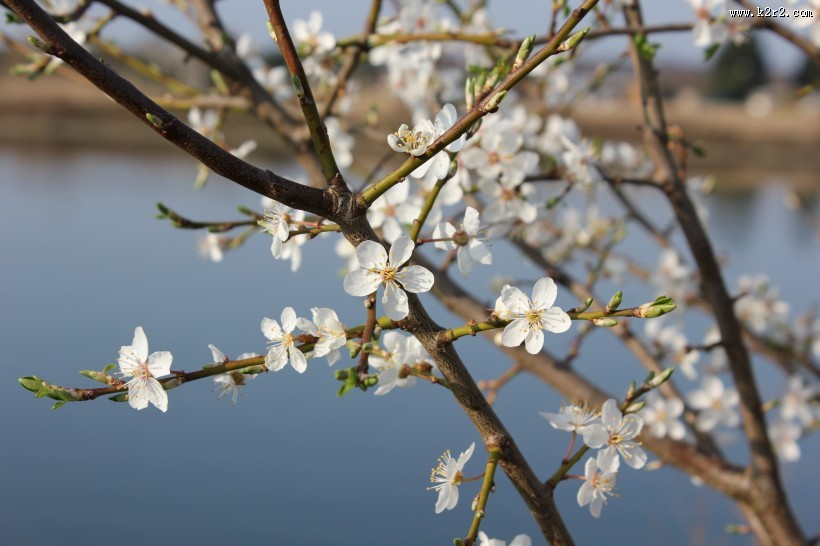 美丽的樱花图片