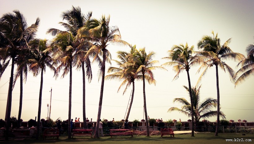 热带树木椰子树图片