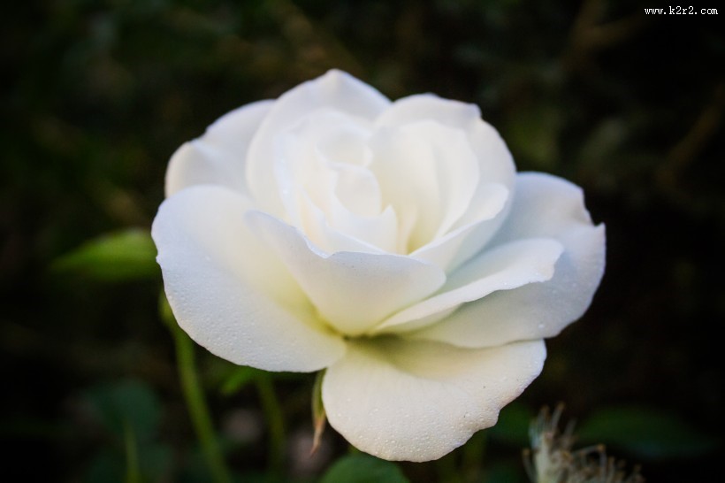 清纯的白玫瑰图片大全