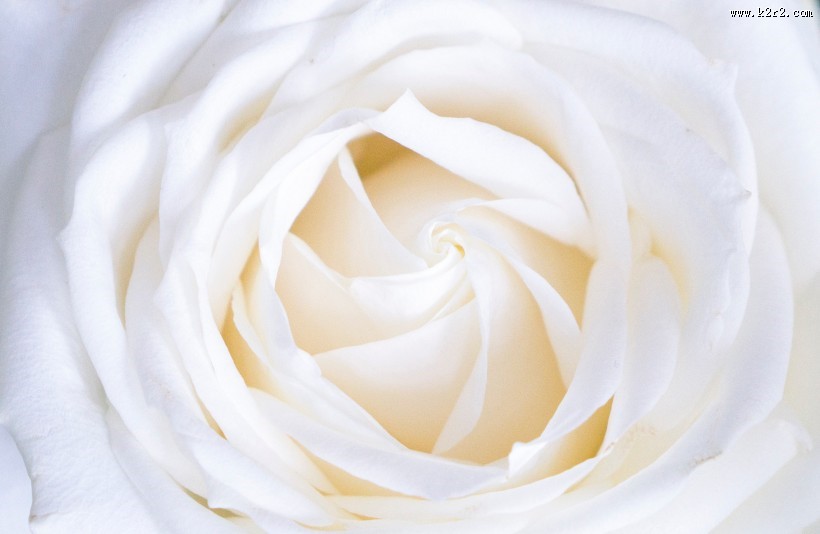 清纯的白玫瑰图片大全