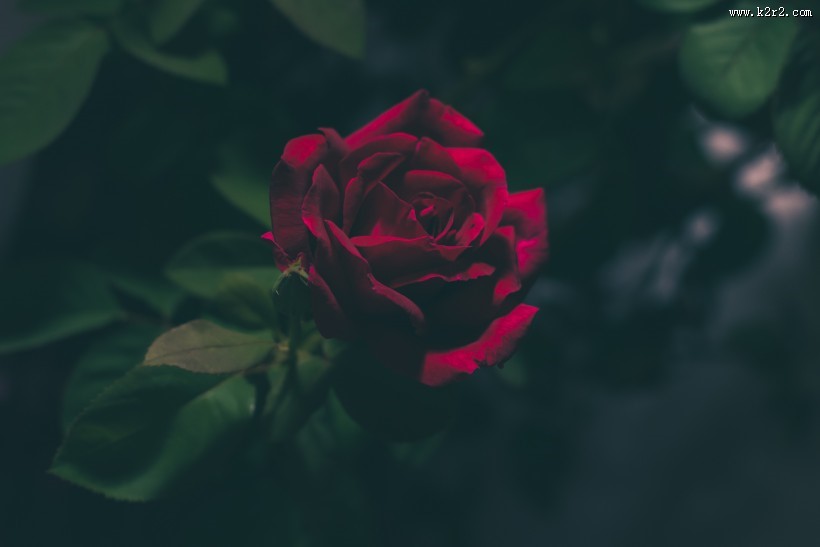 一朵娇艳的红玫瑰图片