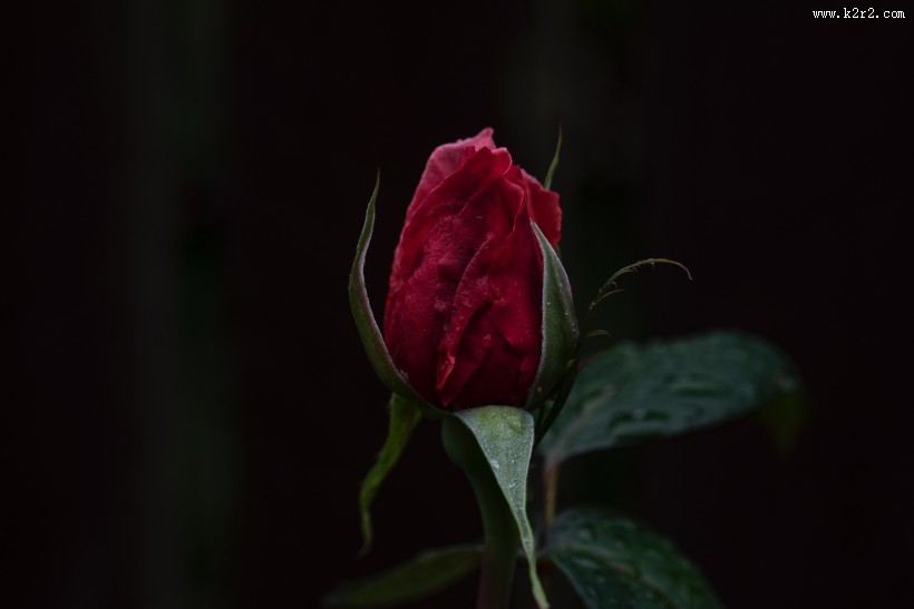 一朵娇艳的红玫瑰图片