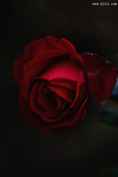 一朵娇艳的红玫瑰图片