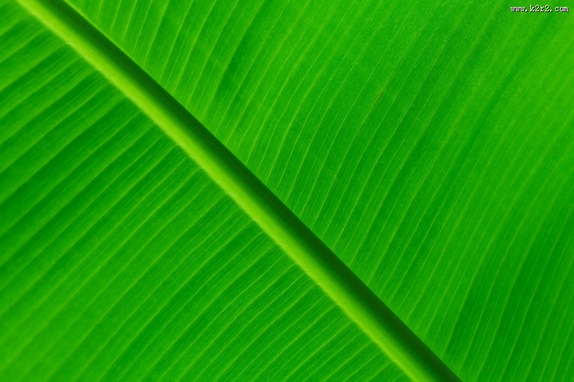 一大片绿叶的纹理图片