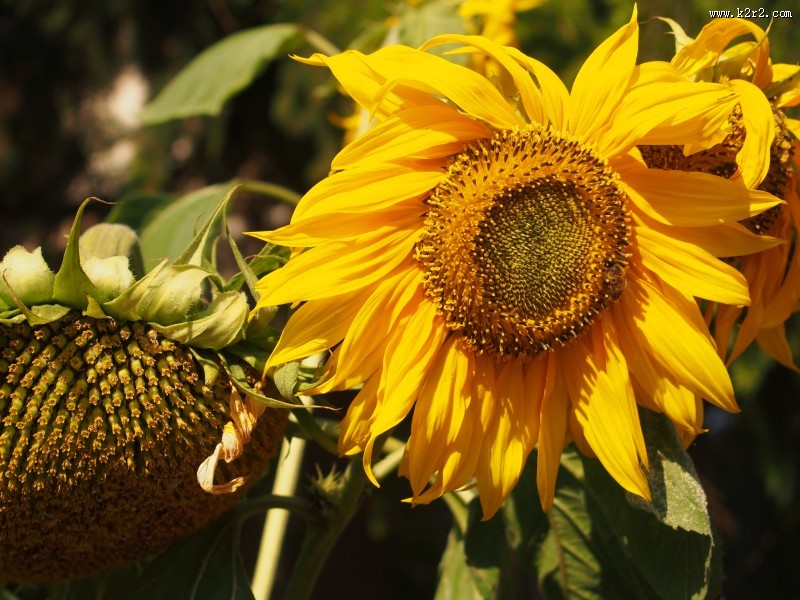 绽放的向日葵图片