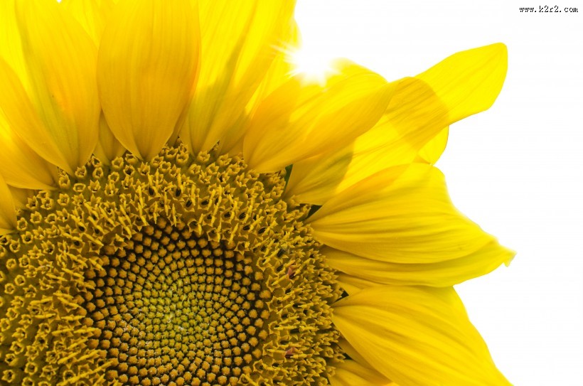 绽放的向日葵图片