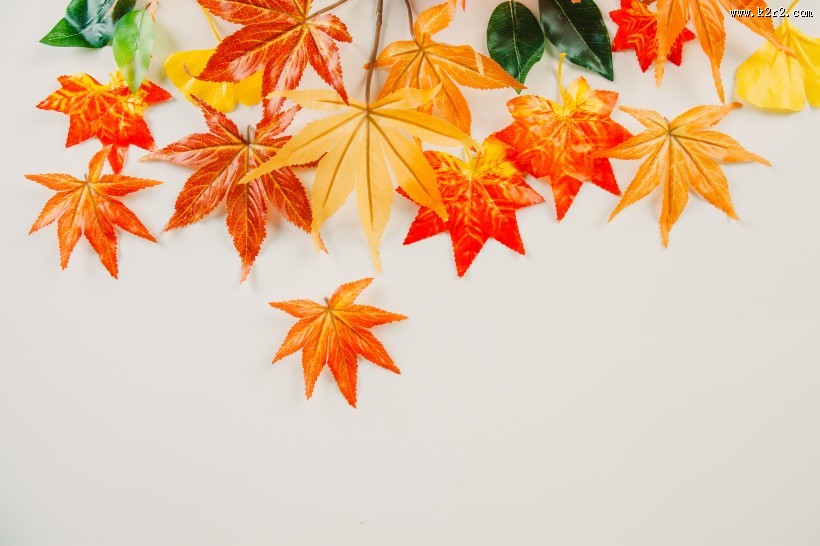 秋天红色枫叶图片