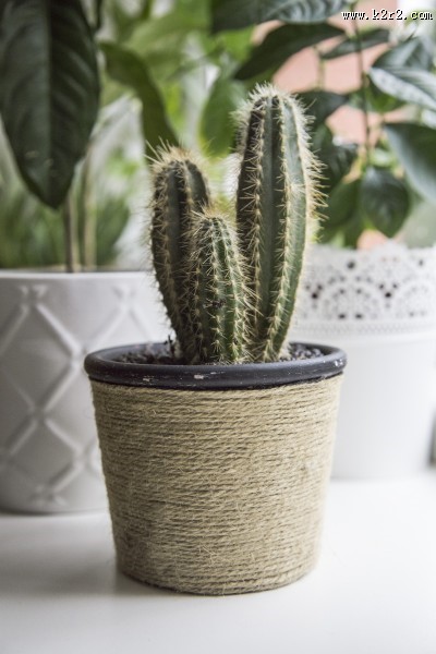 易养的仙人掌盆栽图片