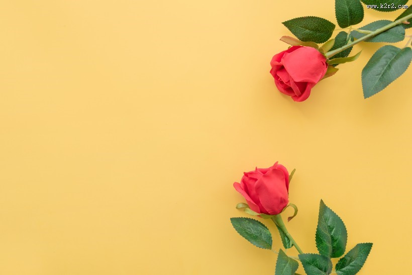 浓情绽放的玫瑰花图片