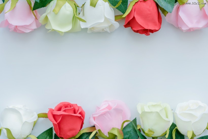 浓情绽放的玫瑰花图片