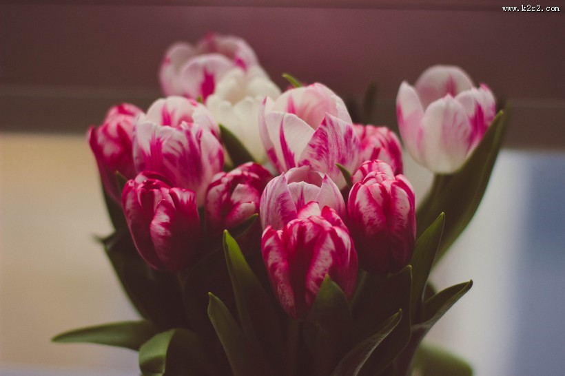 颜色各异的郁金香图片大全