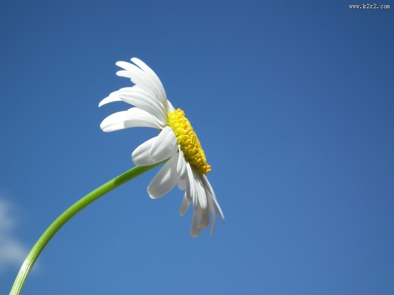 好看的雏菊图片