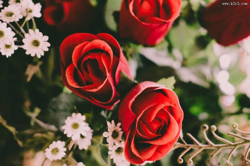 红色的玫瑰图片