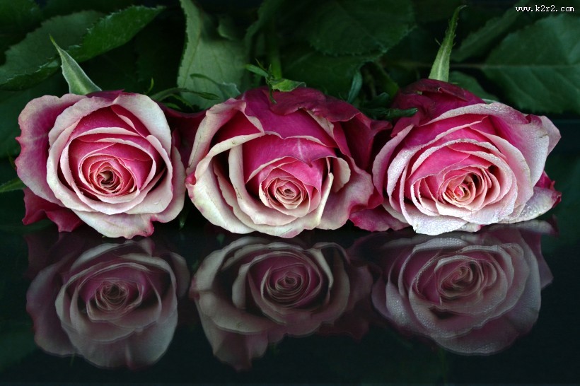 粉色的玫瑰图片大全