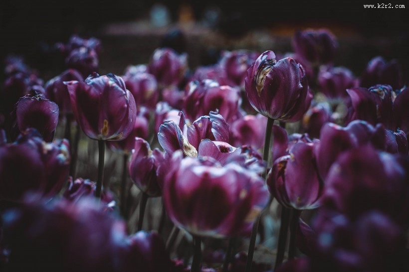 姹紫嫣红的郁金香花海图片大全