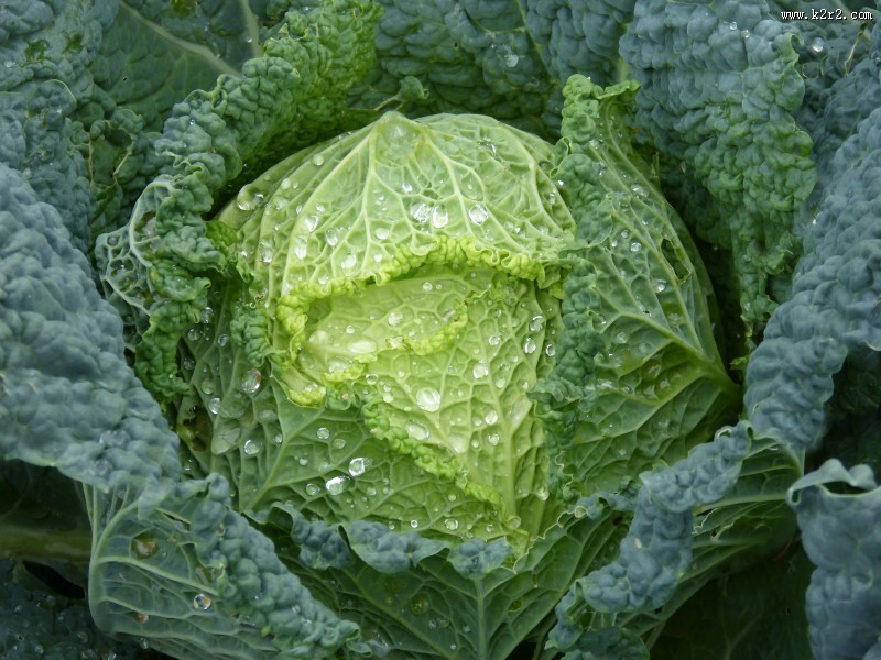 蔬菜心绽放的图片