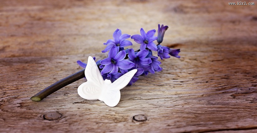 紫色优雅风信子图片
