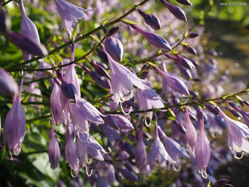 淡雅小清新车前草图片