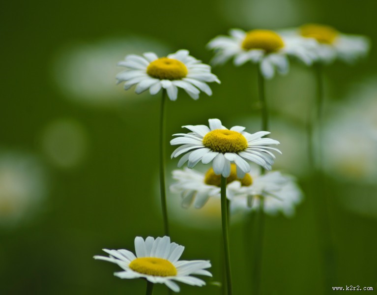 漂亮的雏菊花丛图片大全